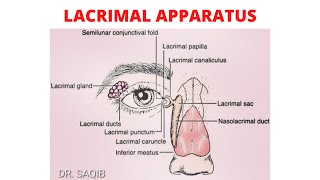 Lacrimal Apparatus  Complete Anatomy  Innervation  Clinicals [upl. by Anayd]