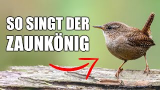 Zaunkönig  Vogelstimmen lernen [upl. by Noskcire]