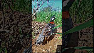 kala teetar ki awaz  Black Partridge sound shortsviral youtubeshorts shorts partridgevoice [upl. by Malvie]