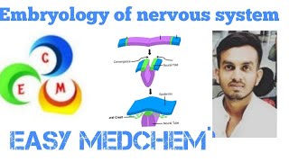 Embryology of nervous system part 2 [upl. by Ainadi]