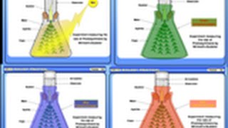 Effect of Light Intensity Light Quality and Concentration of Carbon dioxide Biology std 11 amp 12 [upl. by Oakes]