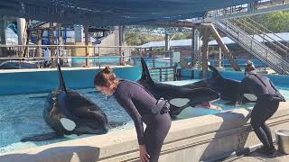 3 Orca Killer Whales at Seaworld in San Antonio  behide the scenes event 2022 in 4K [upl. by Terrilyn]