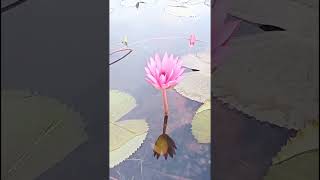 এই ফুলের নাম কি flowers amazing agriculture [upl. by Elson]