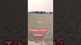 Tambaku kheti in Bihar trending short [upl. by Lamarre]