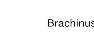 How to pronounce Brachinus [upl. by Adneral]