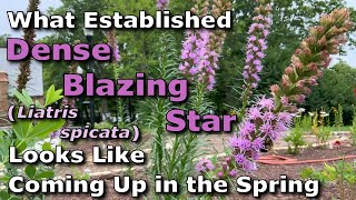 What Established Dense Blazing Star Liatris spicata Looks Like Coming Up in Springtime [upl. by Tewell]