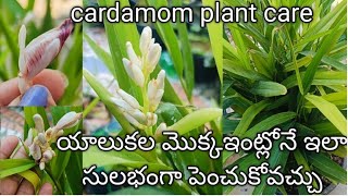 how to grow cardamom plant care in teluguయాలుకల మొక్క సులభంగా ఇలా పెంచుకోండి [upl. by Rafferty]