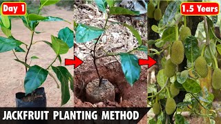 Jackfruit Planting Method  How to plant JACKFRUIT [upl. by Azial]