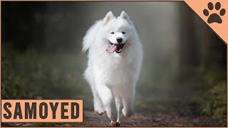 Samoyed  Everything about the dog breed [upl. by Killarney]