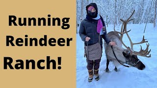 Running Reindeer Ranch in Fairbanks Alaska [upl. by Gayle]