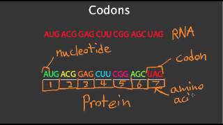 Codons [upl. by Sheppard]