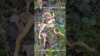 La Chanterelle Jaunissante Craterellus Lutescens 👍👍 mushroom fungi automne nature alpes forêt [upl. by Savill]