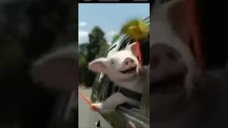 Geico “Wee” Pig  Classic Commercials nostalgia commercial shorts [upl. by Aicert]