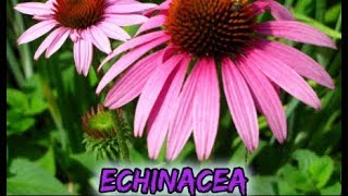 Echinacea Does So Much More Than Help with Colds Powerful Health Benefits of Echinacea Potent Herb [upl. by Grimbald]