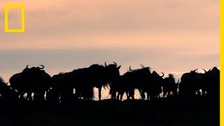 La longue et difficile migration des gnous du parc national du Serengeti [upl. by Ramonda]