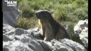 Marmotas en Pirineos Ordesa y Monte Perdido HD [upl. by Sollie267]