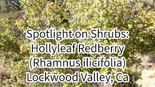 Spotlight on Shrubs Hollyleaf Redberry Rhamnus ilicifolia 102124 Lockwood Valley Ca [upl. by Roger]