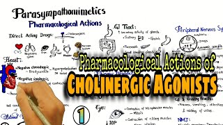 Cholinergic Drugs Pharmacological actions of Parasympathomimetics Direct acting drugs [upl. by Teodor]