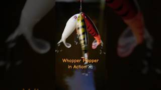 Whopper Plopper in Action  🔊 whopperplopper asmrfishing outdoorsounds topwaterlures [upl. by Najram]