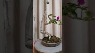 indoor plants bonsai bonsaitree nature [upl. by Abbott]