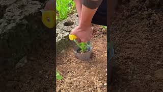 Transplanting process of vegetable seedlings [upl. by Analak]