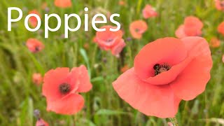 Red Poppies at Yarnbury CampCastle [upl. by Ytinav]