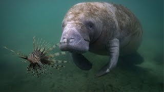 Manatee Eats Venomous Lion Fish [upl. by Yslek]