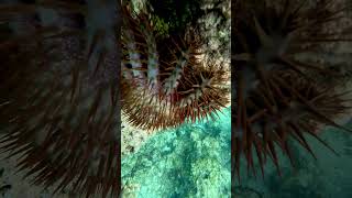 Crown of Thorns Starfish [upl. by Libbi]