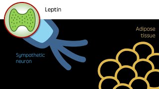 Leptin  The Appetite Hormone [upl. by Odraude]