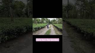 Odla Bari Tea Garden travel tourism tourism newjalpaiguri [upl. by Rodd]