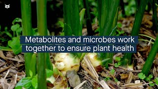 Plant metabolites influence how the plant microbial community forms [upl. by Jacobba922]