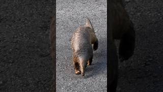 pangolin crossing the road [upl. by Lonergan286]