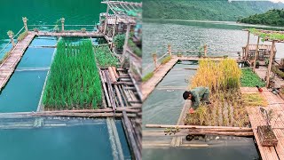 Fully  Rice Planting From Start To Harvest  From Start to Finish  7 Asian [upl. by Swane]