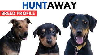 Huntaway Dog Breed Profile History  Price  Traits  Huntaway Dog Grooming Needs  Lifespan [upl. by Atikim41]