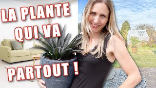 🌿 Plante dintérieur ou pour le jardin  Le mangave ira où tu veux  🌵 [upl. by Eidnac]