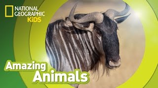 Wildebeest  Amazing Animals [upl. by Adiraf]