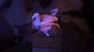 TIME FOR MY BELLY RUBS pitbull pitbulldog viralshorts [upl. by Annaujat]