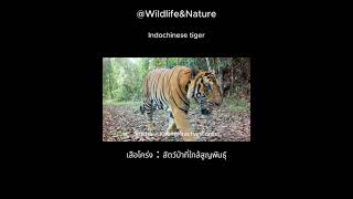 เสือโคร่ง  Indochinese tiger  สัตว์ป่าที่ใกล้สูญพันธุ์ cameratrap wildlife tiger [upl. by Eeluj428]