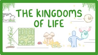 Kingdoms of Life  Animals Plants Fungi Protoctists Bacteria and Viruses 1 [upl. by Aiclid]