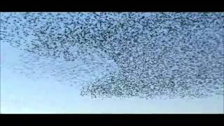 starlings on Otmoor [upl. by Htims]