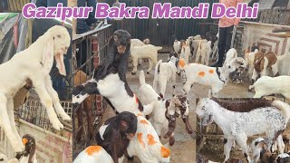 Gazipur Bakra Mandi live update 13112024 Delhi ki biggest Mandi [upl. by Irak]