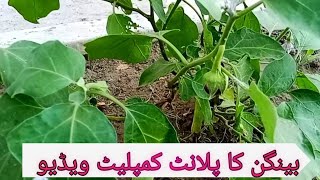 Baingan ka plant complete video dekhen itne jyada baingan dekhkar aap hairan ho jaenge [upl. by Bearce]