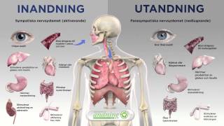 Vår andning påverkar nervsystemet [upl. by Nowell]