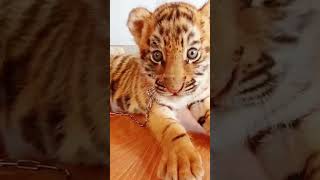 This tiger cub appears veryslippery [upl. by Jermain366]