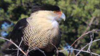 Crested Caracara up close Dallas Texas [upl. by Veta556]