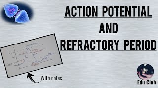 Action Potential In Neuron  Absolute amp Relative Refractory Period  Nerve Muscle Physiology [upl. by Ayk683]