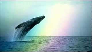 Whales amp Dolphins  Natural Sounds [upl. by Vijar369]