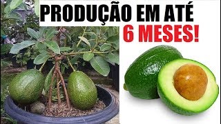 Como ter abacateiro em vaso produção em até 6 meses [upl. by Winnick425]