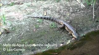 Mato de Agua  Tupinambis teguixin  Golden Tegu Lizard [upl. by Ignazio]