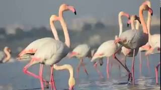 Greater Flamingo Phoenicopterus roseus‬ [upl. by Sanjay]